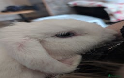 Dwarf Lop rabbits for sale: Looking for a New Home for Rosie (Spayed Rabbit) - Advert 12