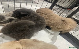 Chow Chow dogs for sale: Chow chow pups - Image 12