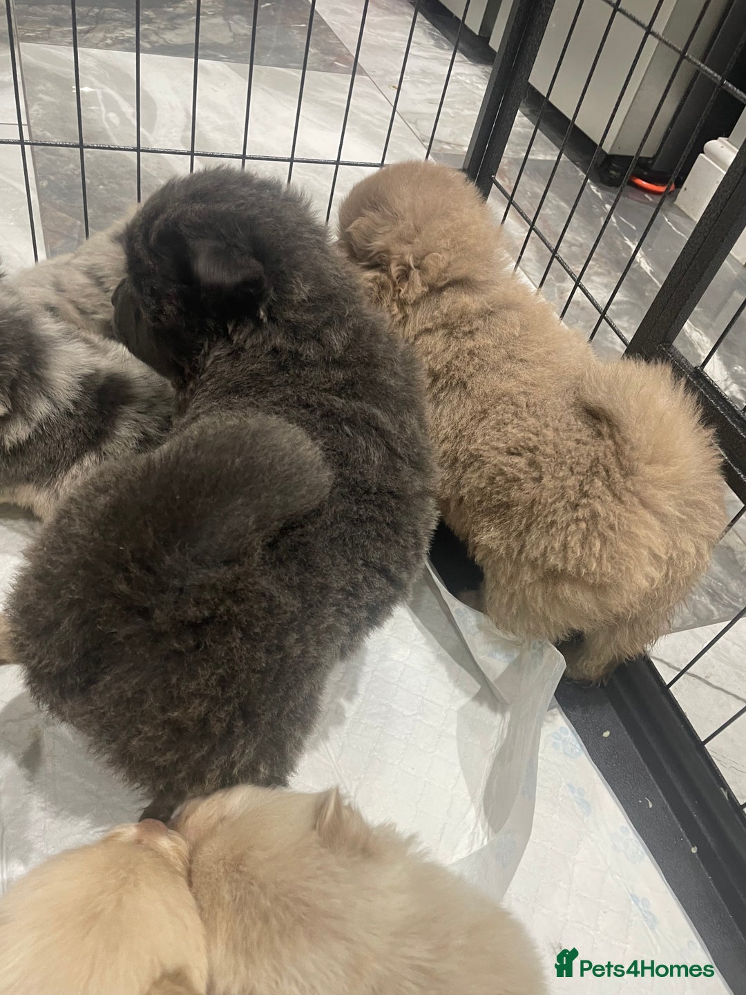 Chow Chow dogs for sale: Chow chow pups - Image 12