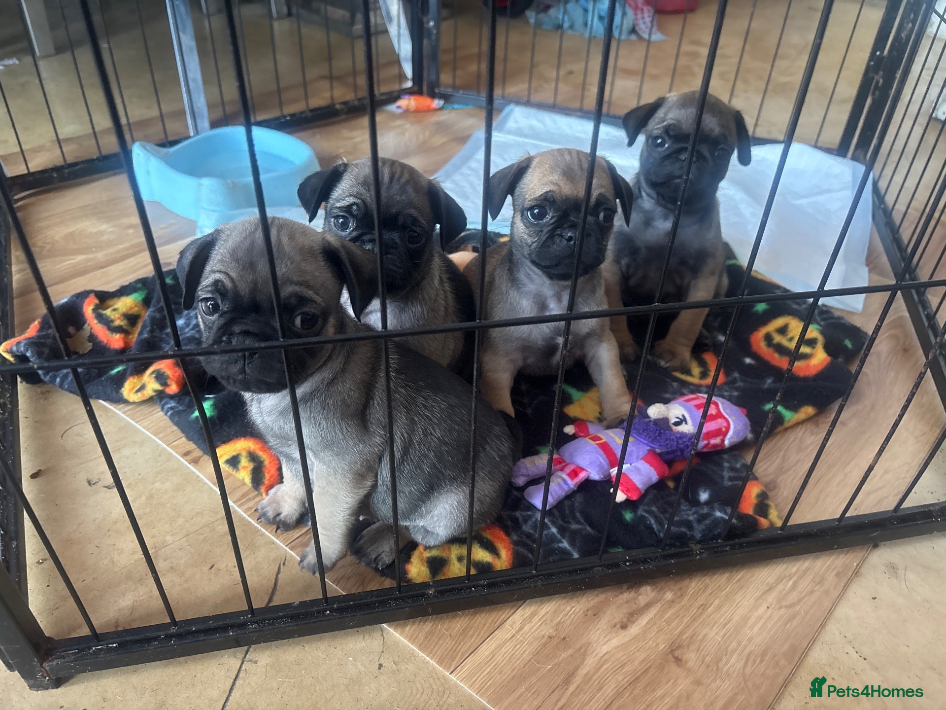 Pug dogs Fawn pug puppies ready 26/9/2026 - Advert 16
