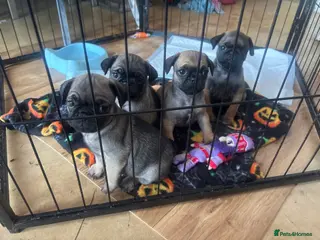 Pug dogs Fawn pug puppies ready 26/9/2026 - Advert 16