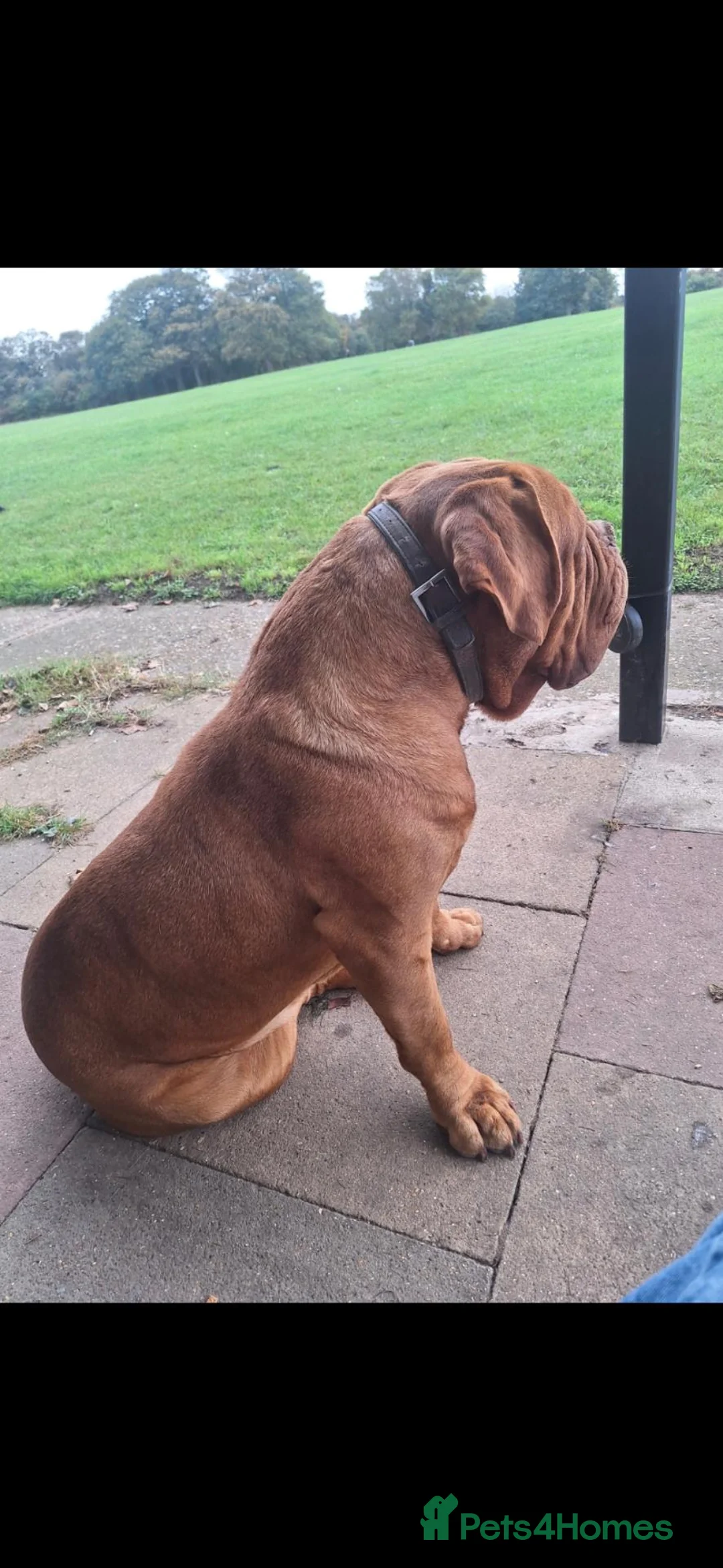Dogue De Bordeaux dogs for stud: Dogue de bordeaux  in Margate - Advert 3