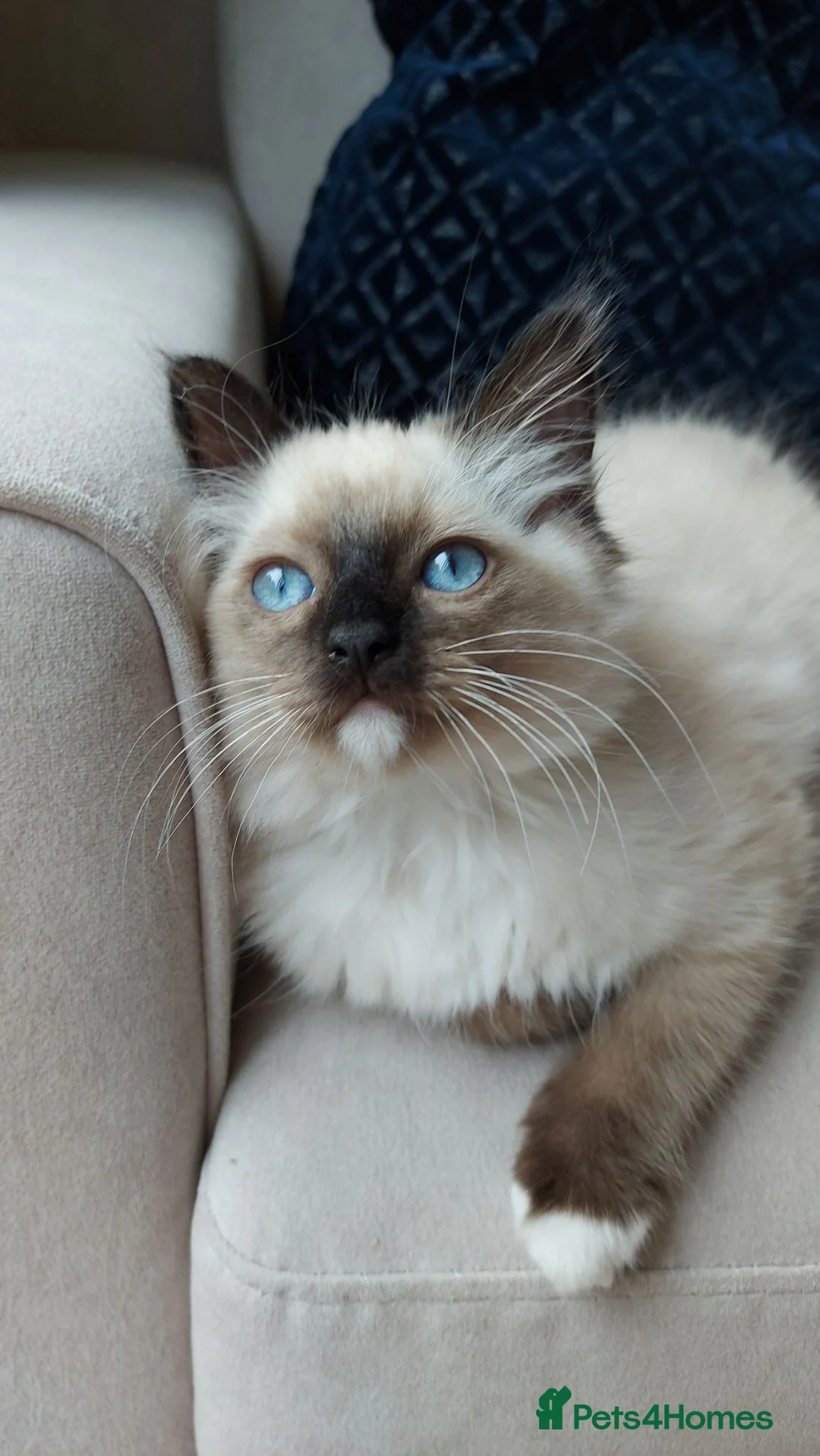 Ragdoll cats for sale: ONLY 2 LEFT Stunning Ragamese Kittens - Advert 1