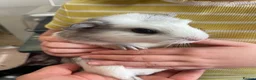 Guinea Pig rodents for sale: 3 male guinea pigs for sale - Advert 6