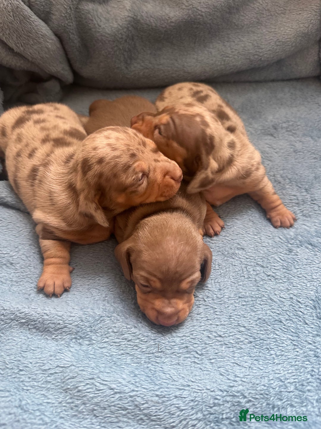 Miniature Dachshund dogs for sale: Special delivery 💙❤️ - Advert 1