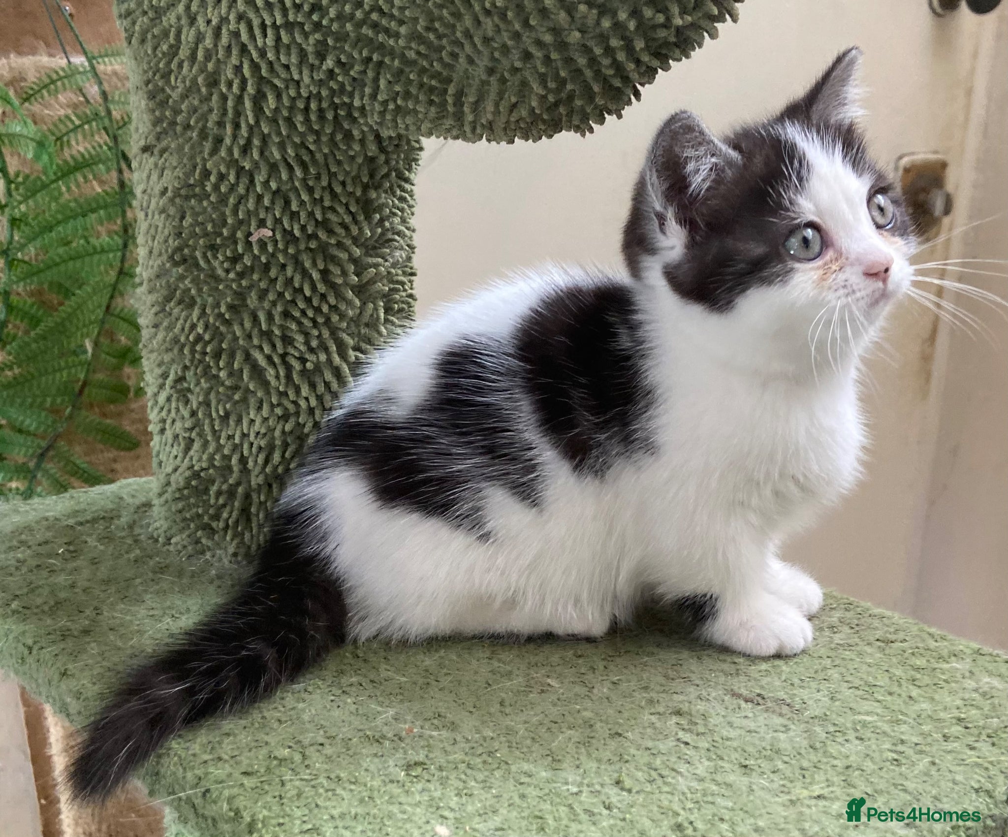 Munchkin cats 9 weeks old Full Pedigree Munchkin kittens  - Advert 4