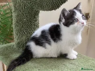 Munchkin cats 9 weeks old Full Pedigree Munchkin kittens - Advert 4