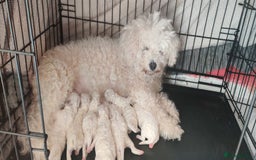 Bichon Frise dogs for sale: Bichon Frise puppies for sale READY NOW - Image 4