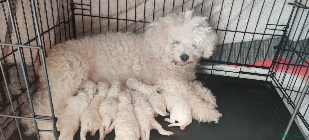 Bichon Frise dogs for sale: Bichon Frise puppies for sale READY NOW - Image 4