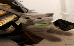 British Shorthair cats for sale: STUNNING BSH LILAC KITTENS 3 MALES/1 FEMALE  - Advert 12