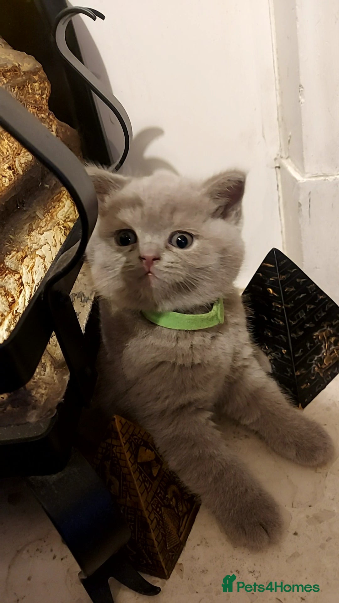 British Shorthair cats for sale: STUNNING BSH LILAC KITTENS 3 MALES/1 FEMALE  - Advert 12