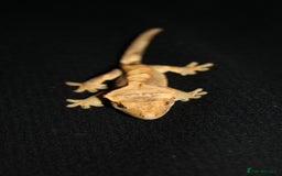 Gecko reptiles for sale: Crested geckos - Image 9
