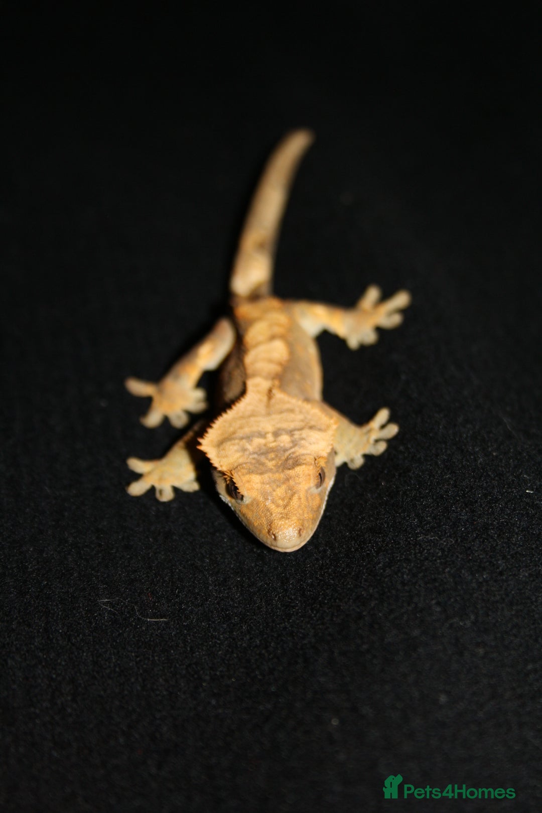 Gecko reptiles for sale: Crested geckos - Image 9