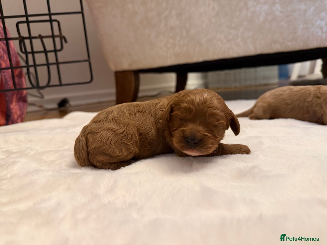 Cavapoo dogs for sale: F1 cavapoo puppies fully health tested - Advert 4