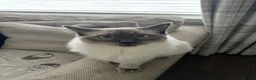 Ragdoll cats for sale: Male & Female Ragdolls for sale  - Advert 5