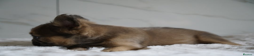 Blue Fawn Boy