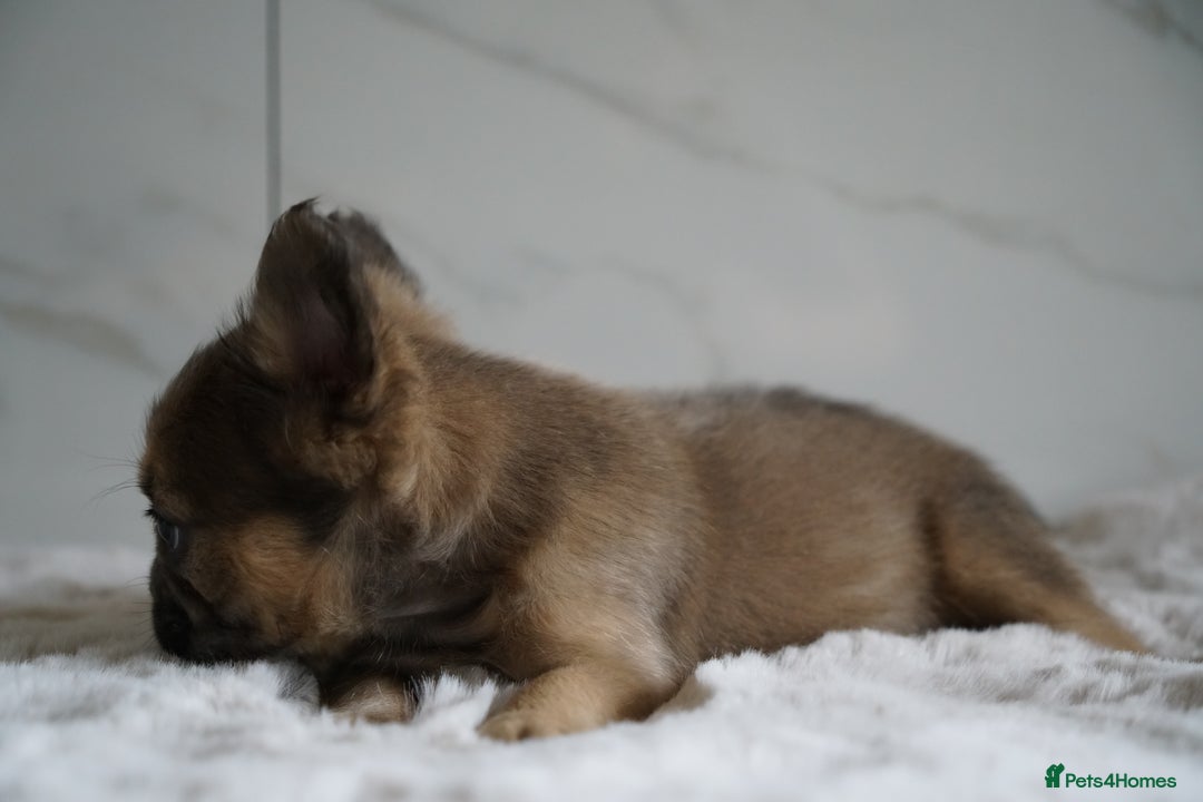 French Bulldog dogs for sale: Exceptional Fluffy French Bulldog Puppies - Image 28