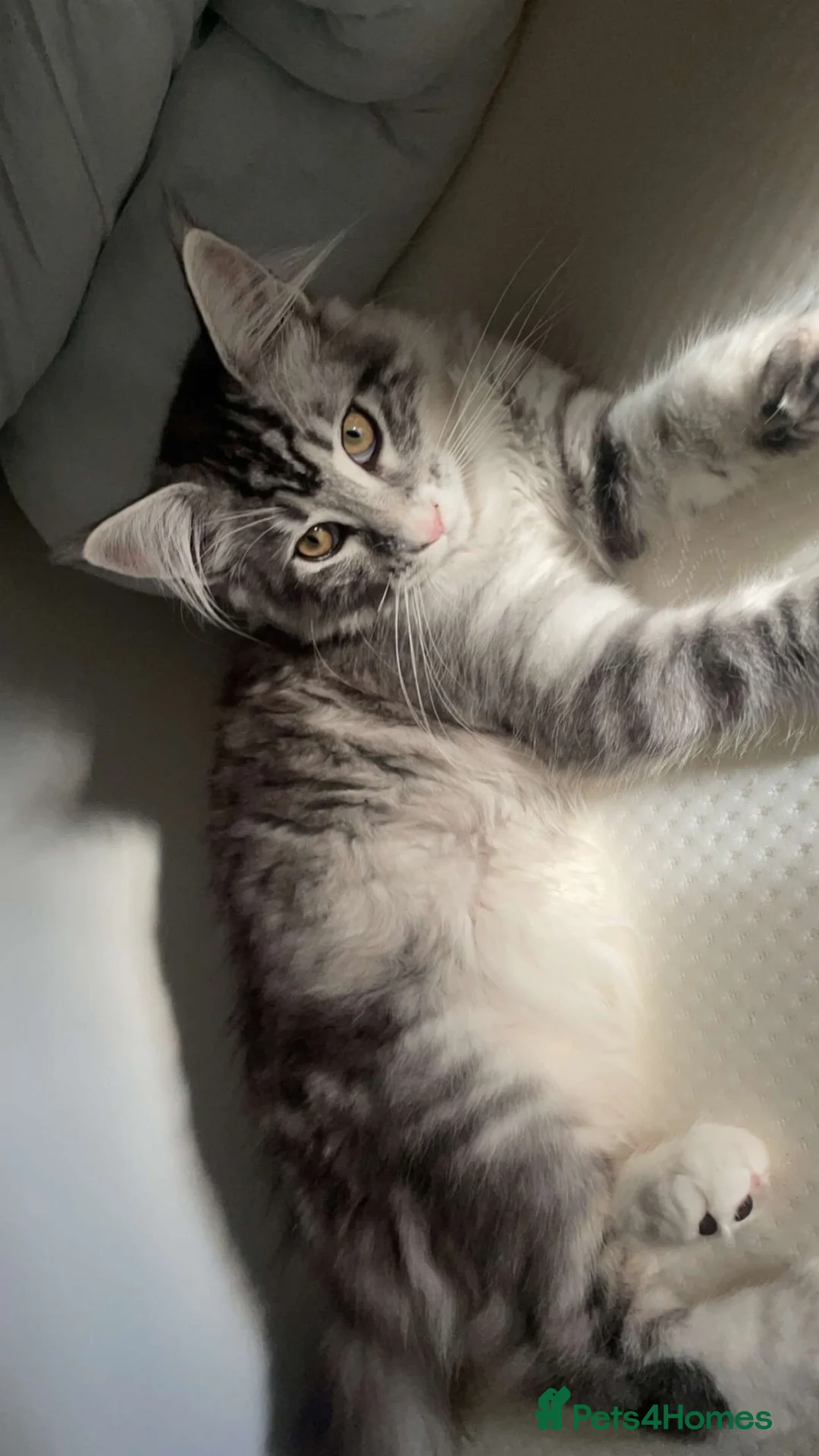 Ragcoon cats for sale: 🐾Seven Beautiful Radoll/Maincoon Kittens🐾 - Advert 15