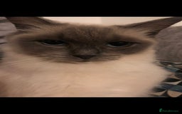 Ragdoll cats for sale: 2 x GCCF Registered Ragdolls for Sale - Image 10