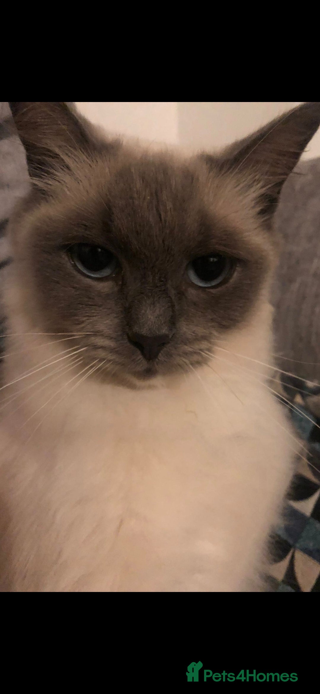 Ragdoll cats for sale: 2 x GCCF Registered Ragdolls for Sale - Image 10