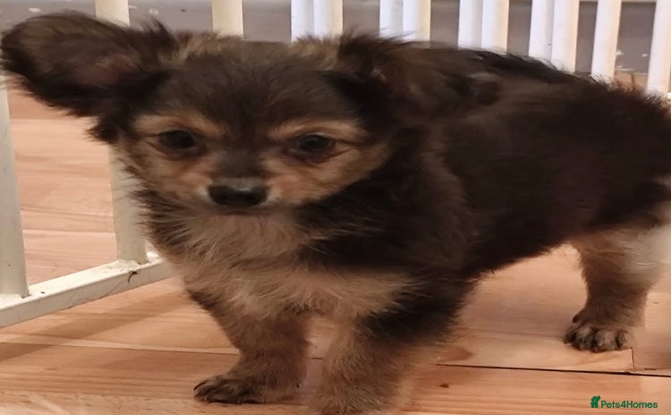 Pomchi dogs - Advert 11