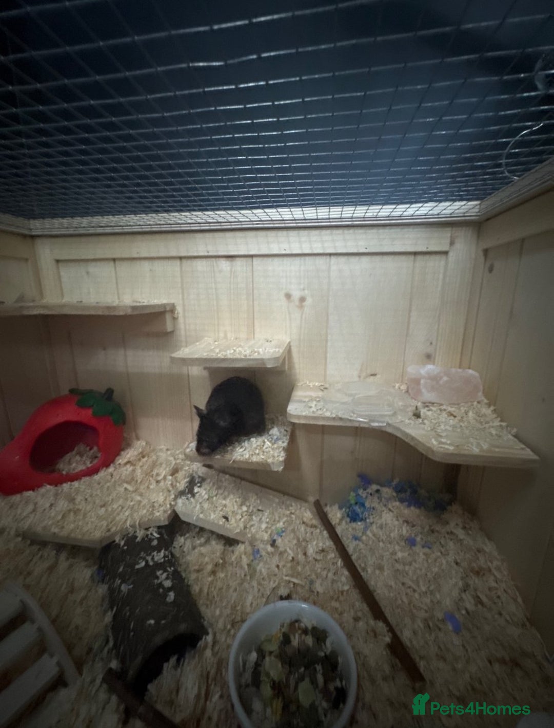 Hamster rodents for sale: Black Syrian hamster - Image 5
