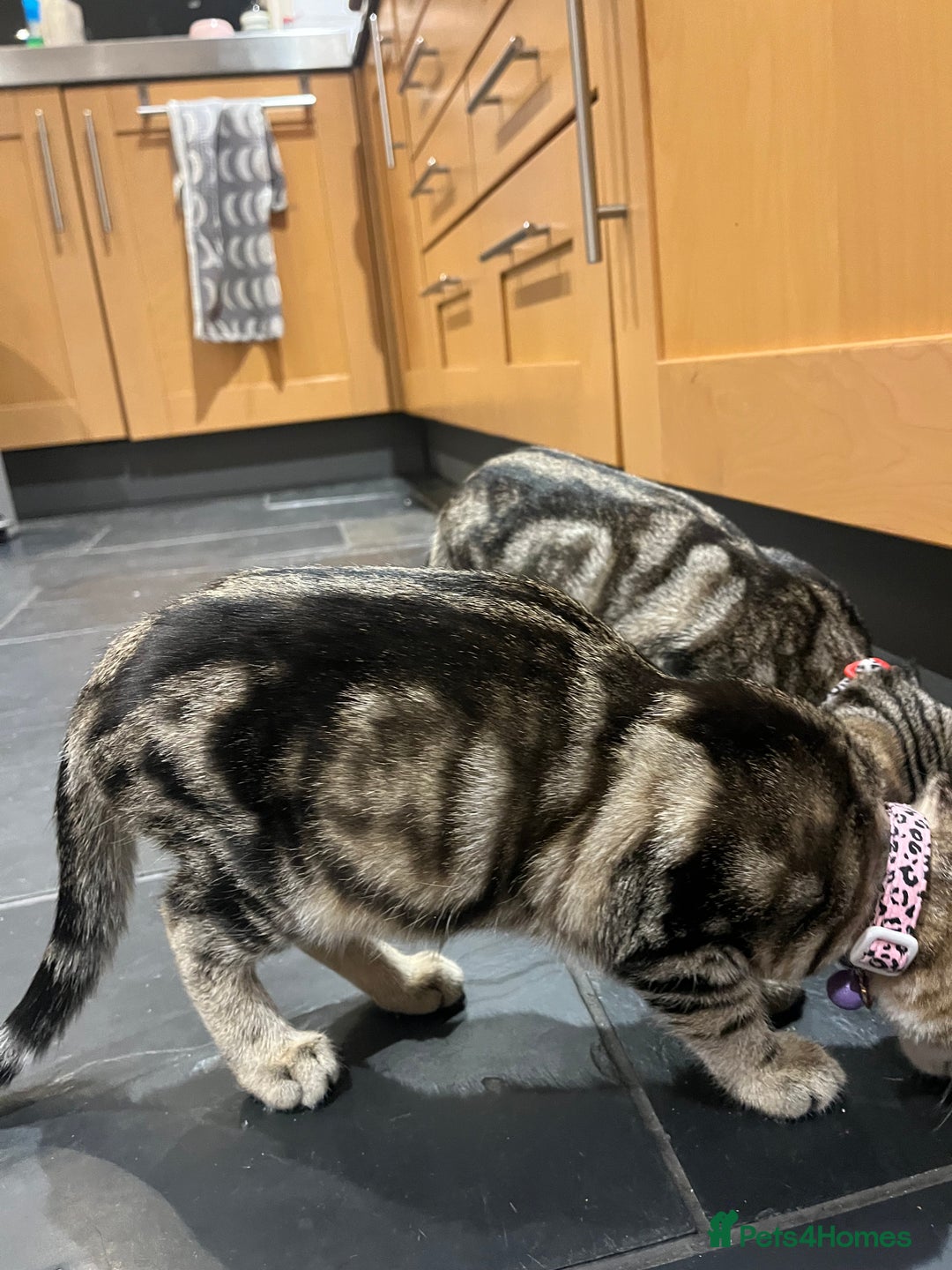 Mixed Breed cats for sale: Sibling Female Bengal x Ragdoll x 2 17 weeks old - Advert 16