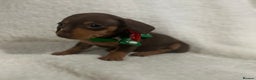 Miniature Dachshund dogs for sale: 1 boy left Ready to leave  - Advert 12