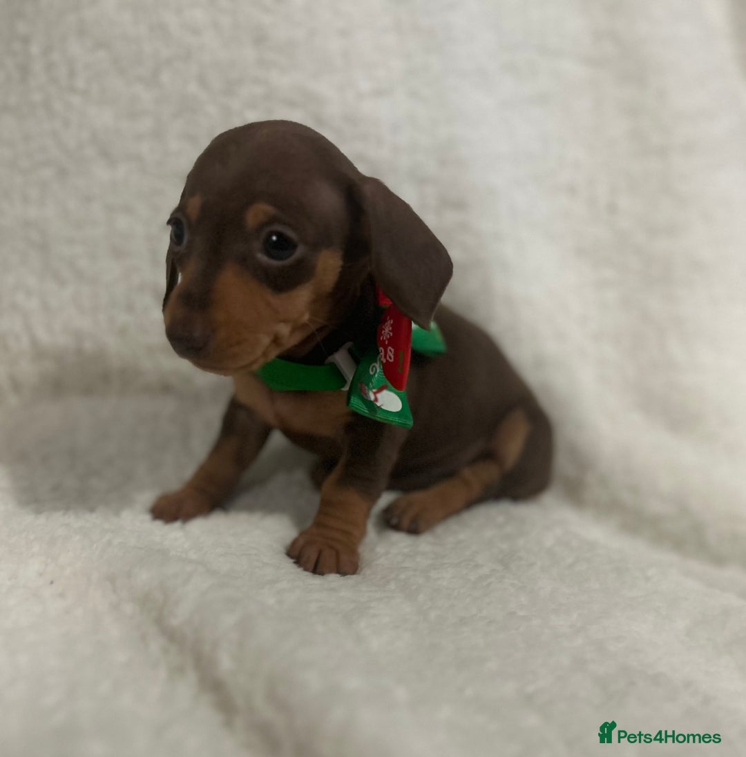 Miniature Dachshund dogs for sale: 1 boy left Ready to leave  - Advert 12