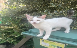 British Shorthair cats for sale: Flower - Image 2