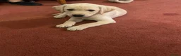 Labrador Retriever dogs for sale: 1 boy Sired byFtCh  - Advert 7