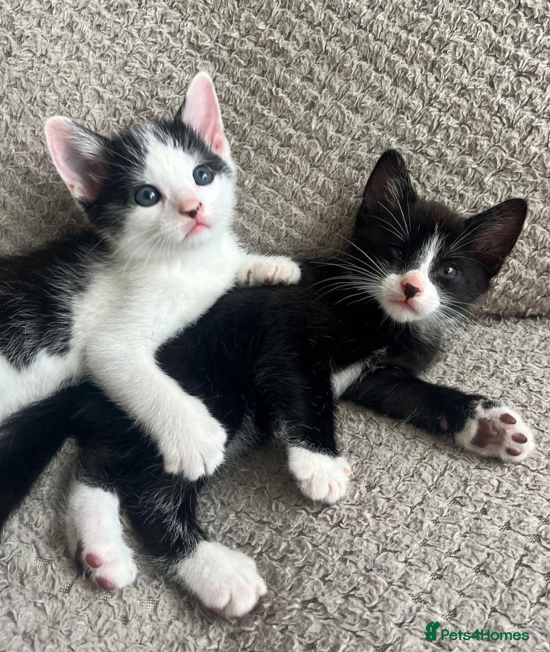 Mixed Breed cats Adorable kittens for sale - Advert 6