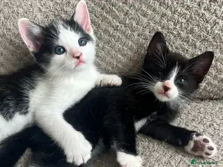 Mixed Breed cats Adorable kittens for sale - Advert 1