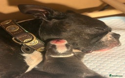 Boston Terrier dogs for sale: Exceptional Blue Boston Terrier Puppies 💙🐾 - Image 4
