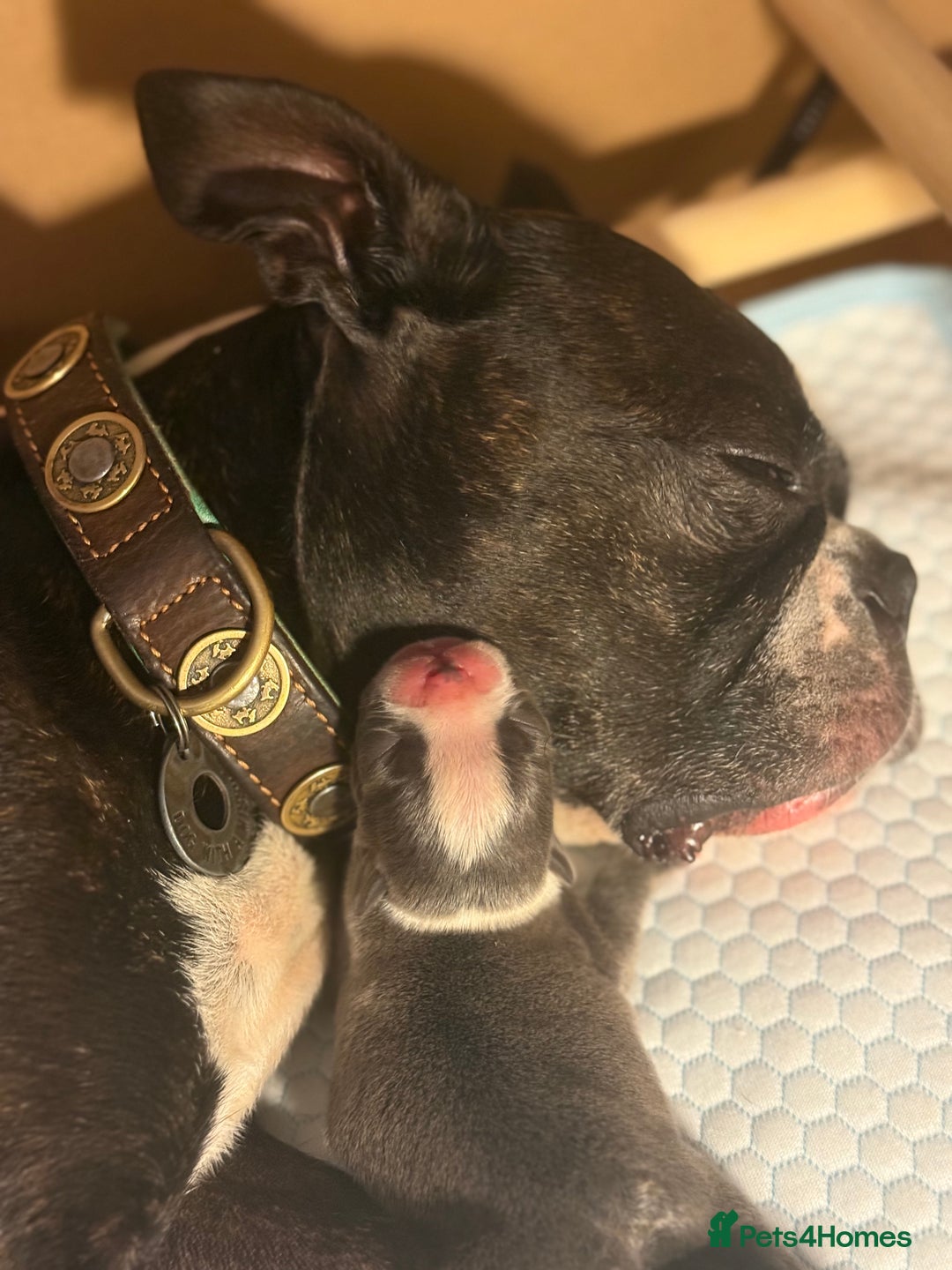 Boston Terrier dogs for sale: Exceptional Blue Boston Terrier Puppies 💙🐾 - Image 4