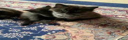Ragdoll cats for sale: 2 Female ragdoll cats and 3 kittens-relisted - Advert 11