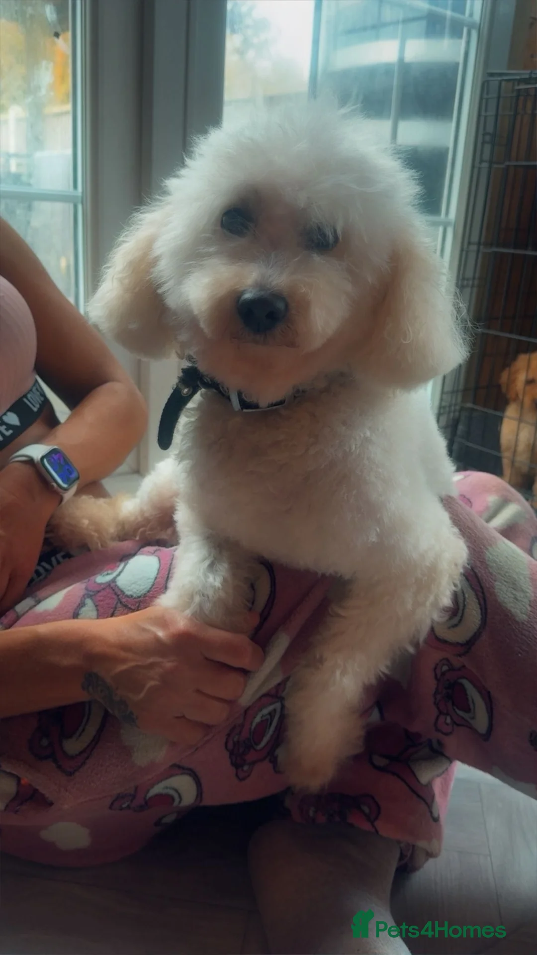 Standard Poodle dogs for sale:  miniature poodle puppy’s  - Advert 7