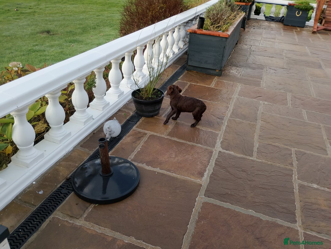 Labradoodle dogs for sale: Labradoodle puppies - Advert 14