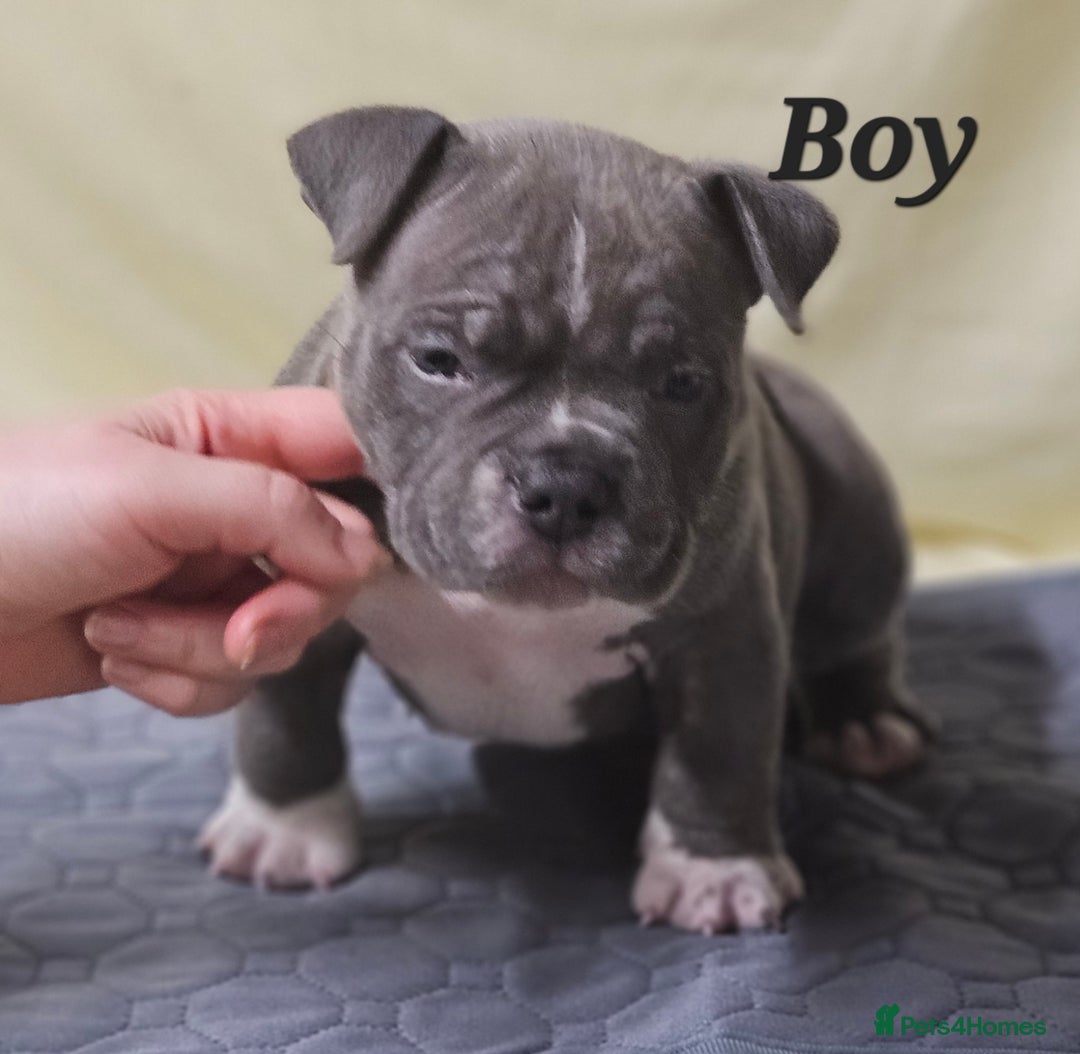 American Bully dogs for sale: Exotic Bullies - Advert 16