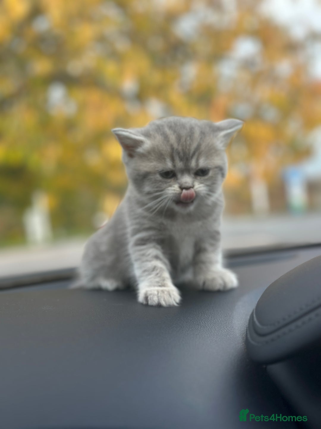 British Shorthair cats for sale: British Shorthair kittens  - Image 22