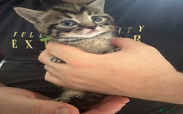 Mixed Breed cats for sale: 9 beautiful kittens  - Image 12