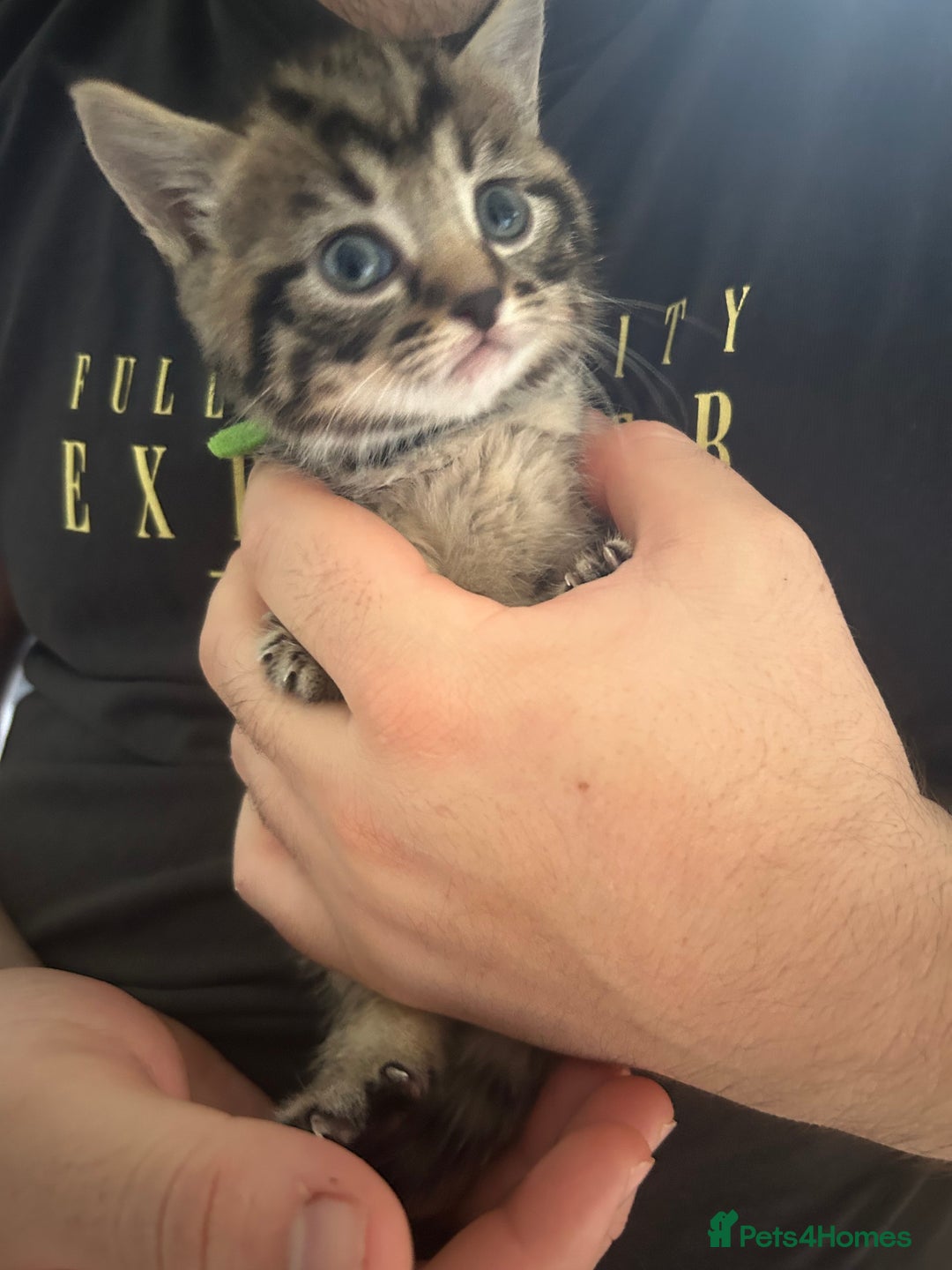 Mixed Breed cats for sale: 9 beautiful kittens  - Image 12