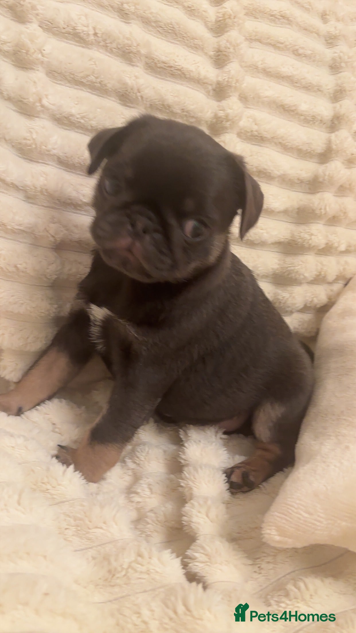Pug dogs 1 blue tan girl  - Advert 1
