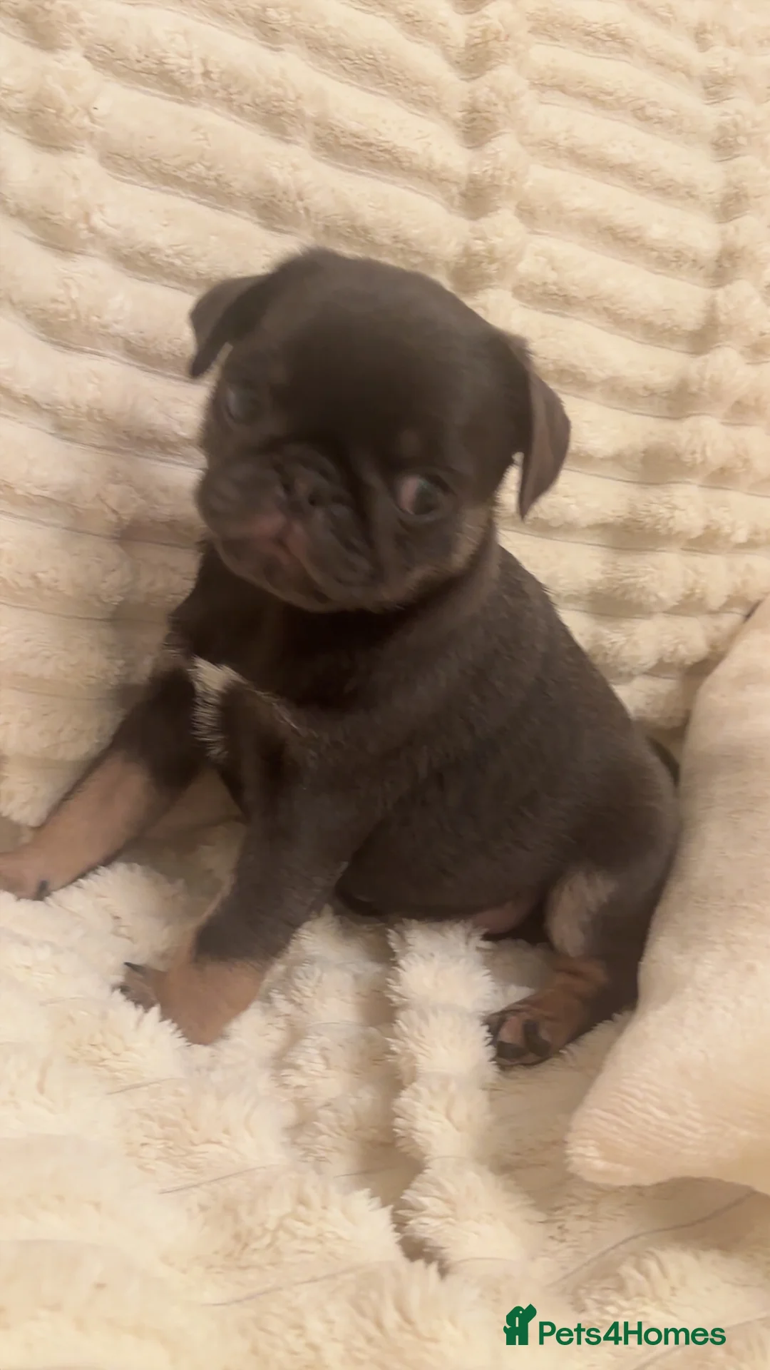 Pug dogs for sale: 1 blue tan girl  - Advert 1