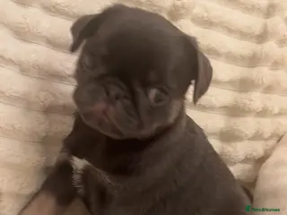 Pug dogs 1 blue tan girl - Advert 1