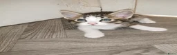 Norwegian Forest Cat cats for sale: For sale// Ready for collection - Advert 8