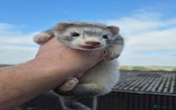 Ferret rodents for sale: Ferret kits two silver girls and one sable boy - Image 2