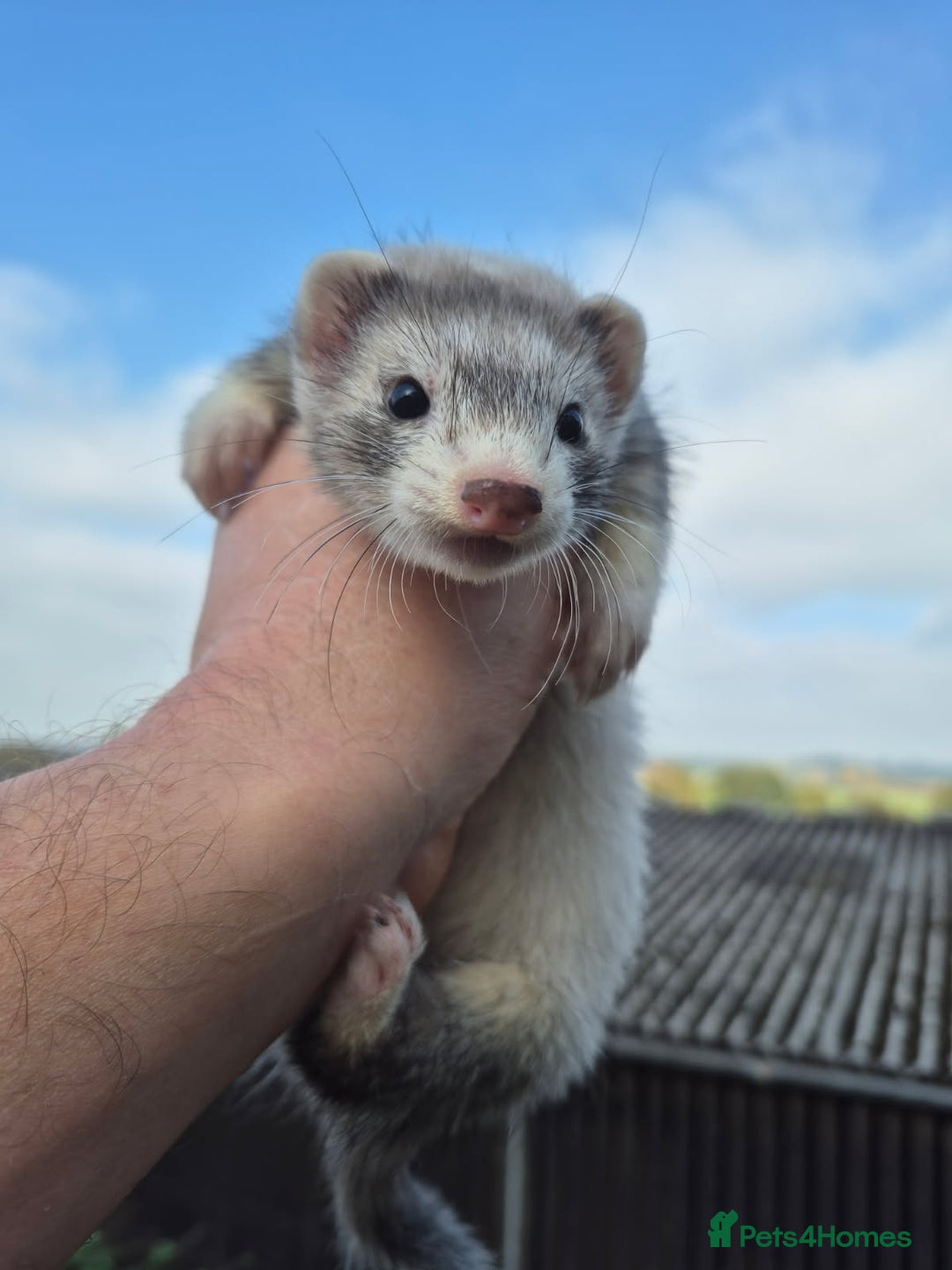 Ferret rodents for sale: Ferret kits two silver girls and one sable boy - Image 2