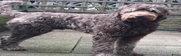 Labradoodle dogs for stud: JucaDoodles Rafael in Sheffield - Advert 6