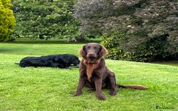 Flat coated Retriever dogs for sale: Flat coated x golden retriever puppies - Image 4